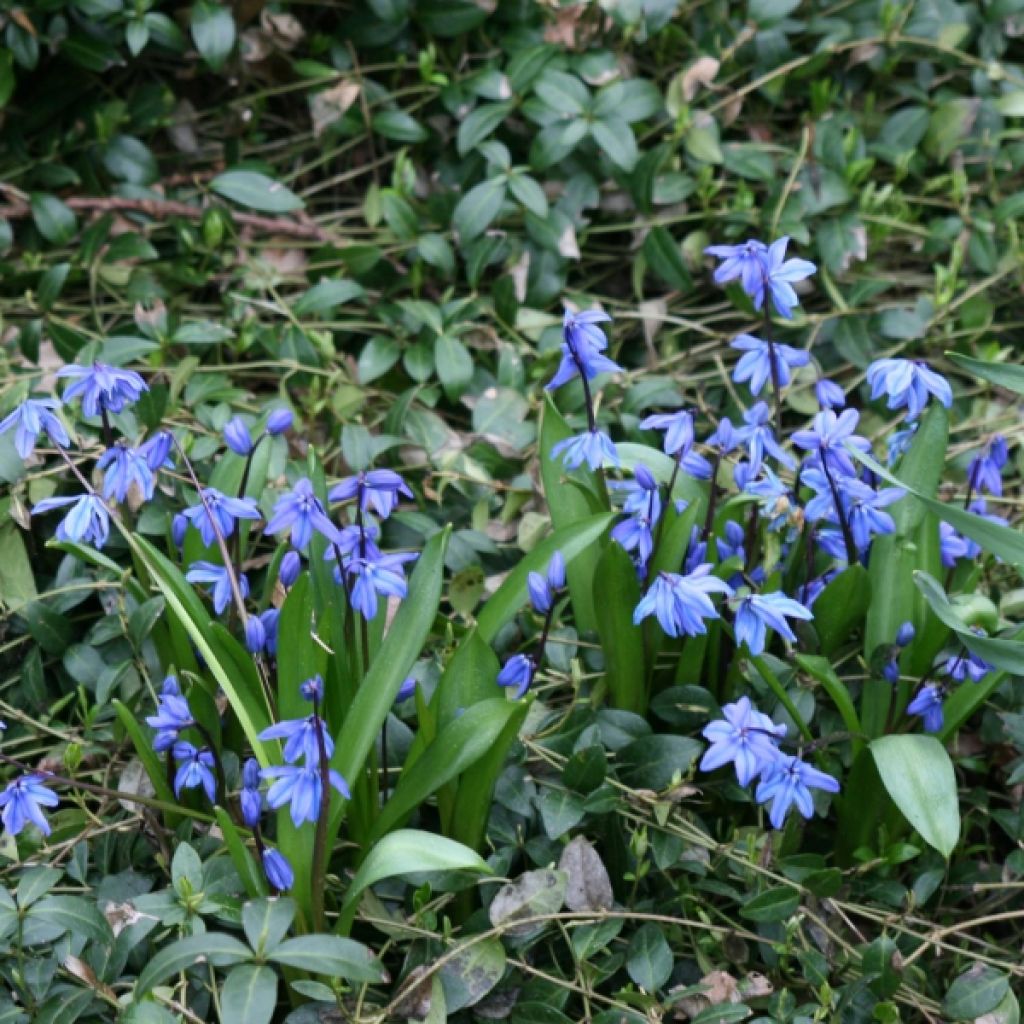 Scille de Sibérie - Scilla sibirica Spring Beauty