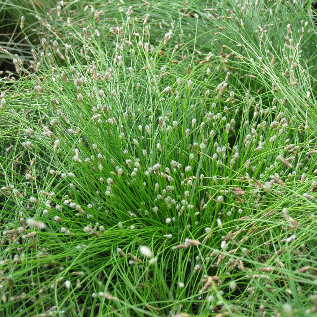 Scirpus cernuus Fiber Optic Grass