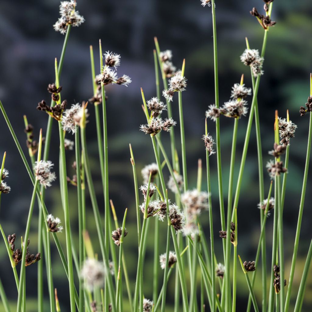 Schoenoplectus lacustris - Junco de laguna