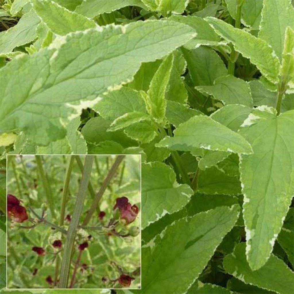 Scrophularia auriculata Variegata