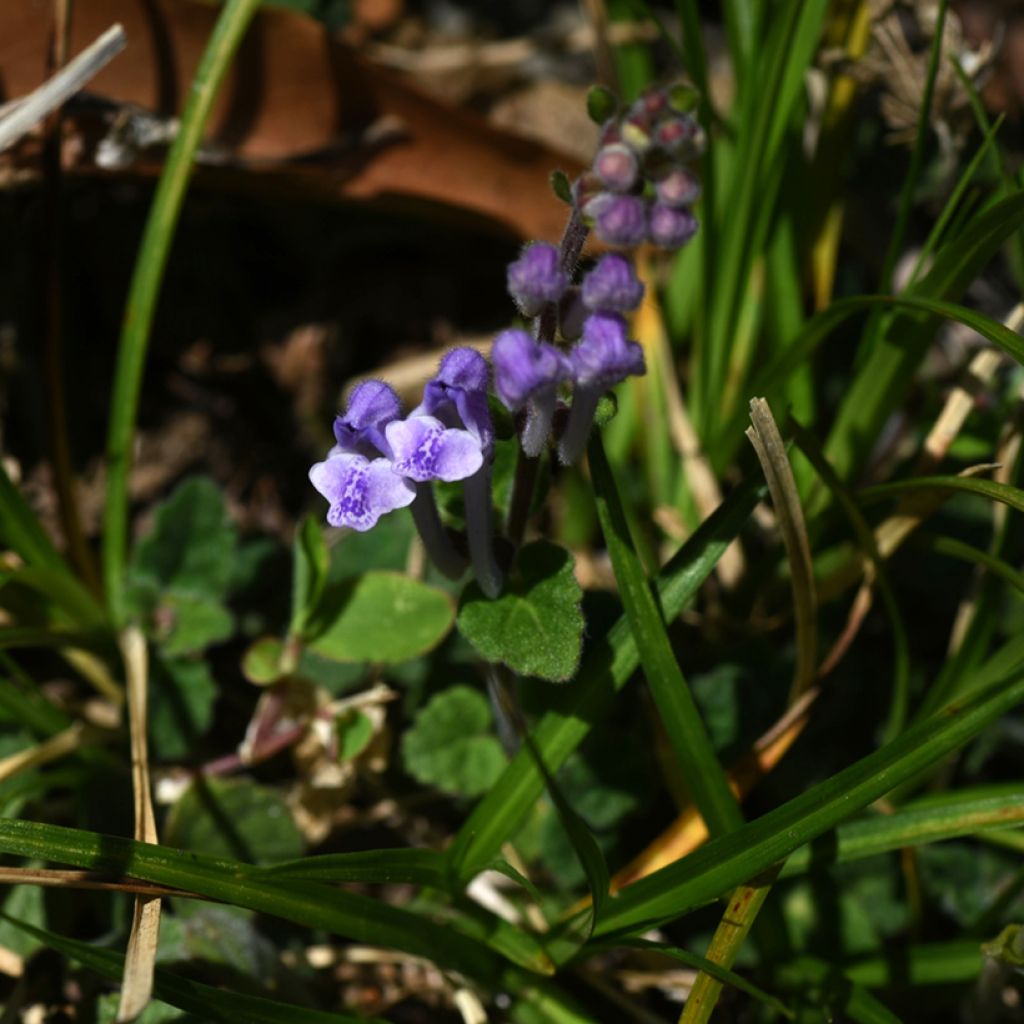 Scutellaria indica var. parviflora Parviflora