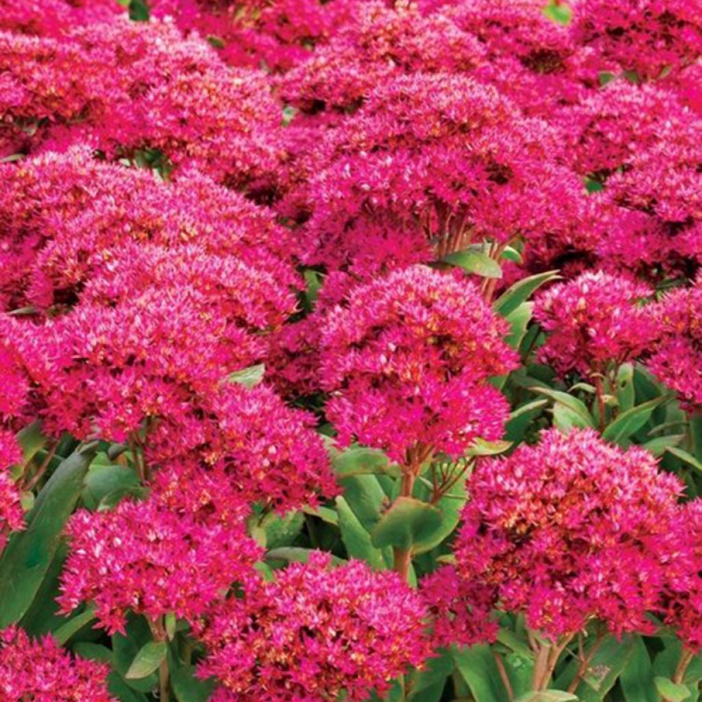 Sedum (x) telephium Class Act - Sedo