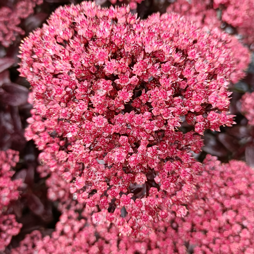 Sedum Dark Magic