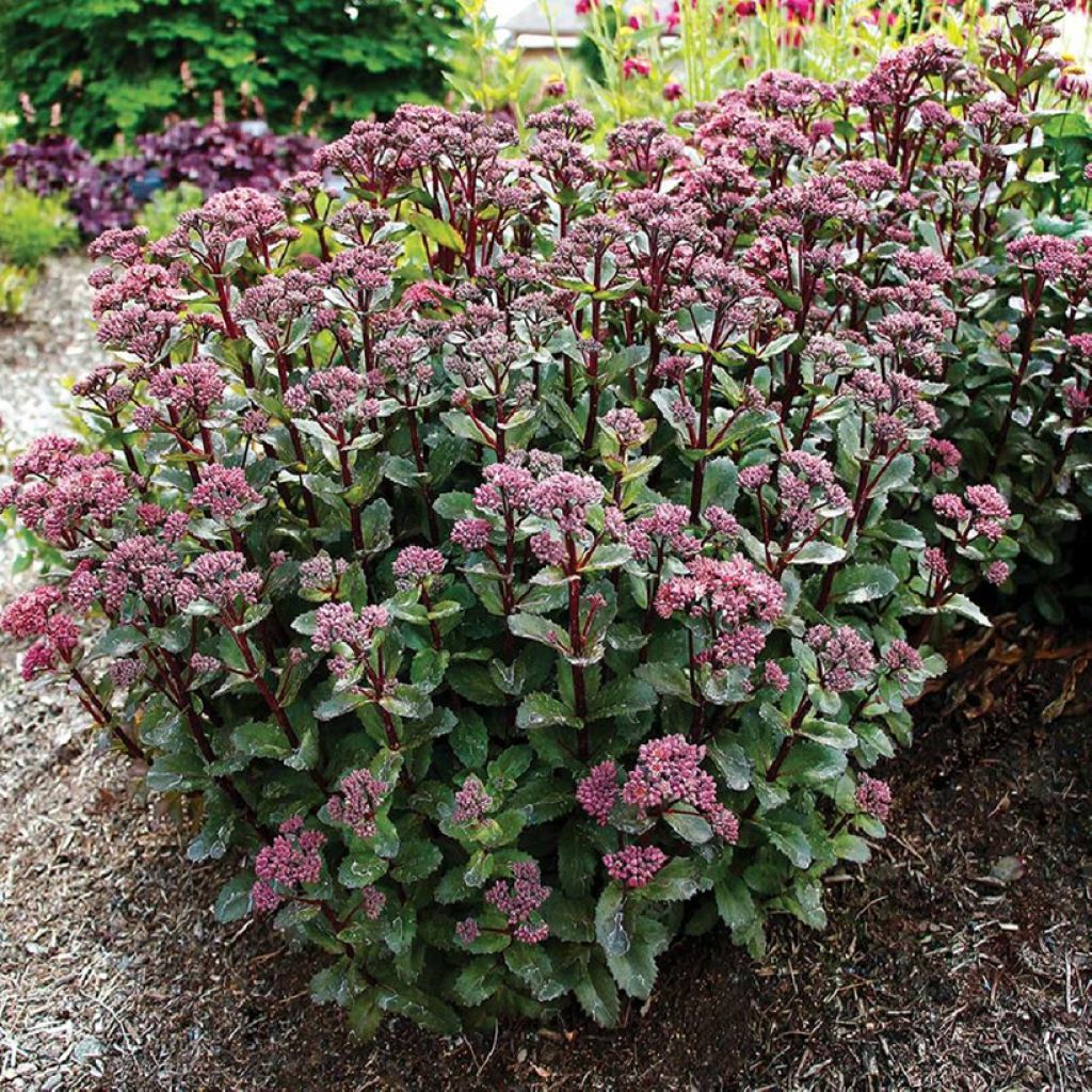 Sedum Double Martini - Orpin