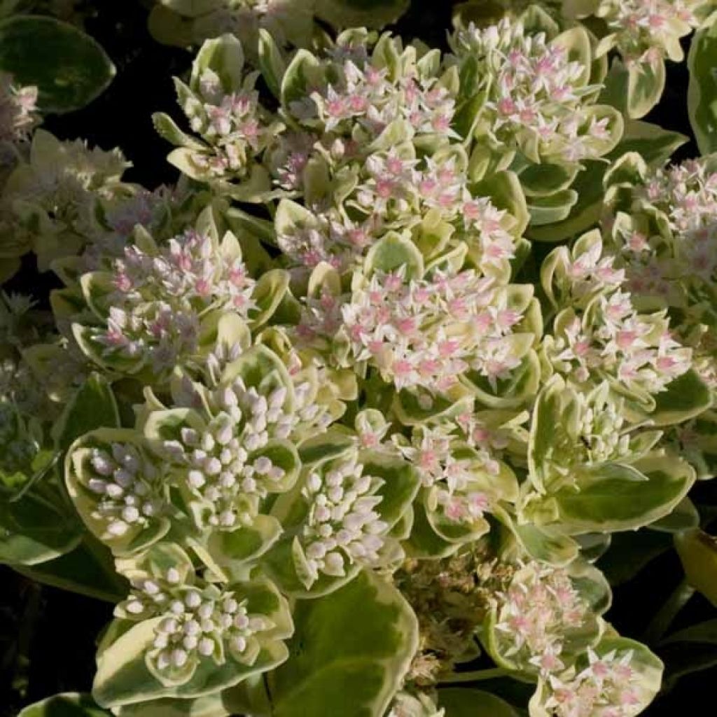 Sedum Frosty Morn, Orpin