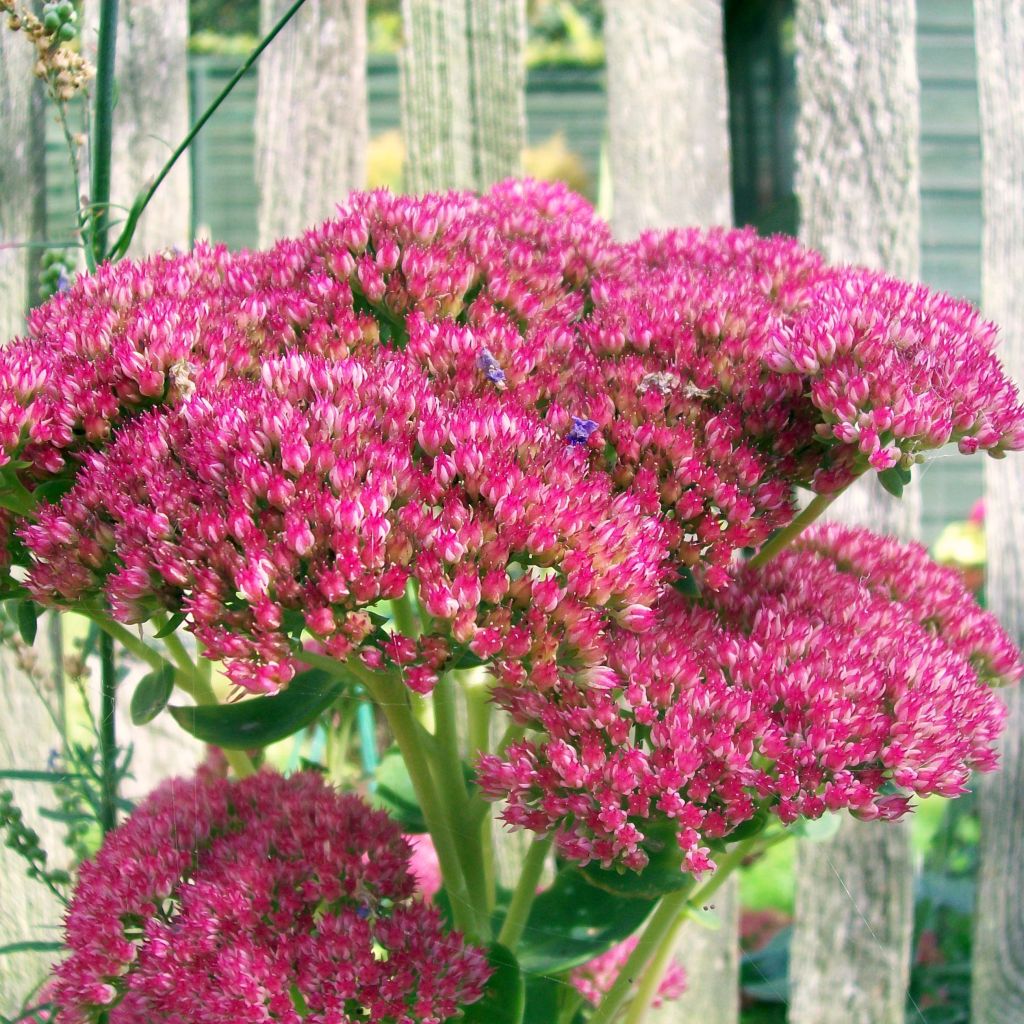 Sedum Herbstfreude - Orpin d'Automne