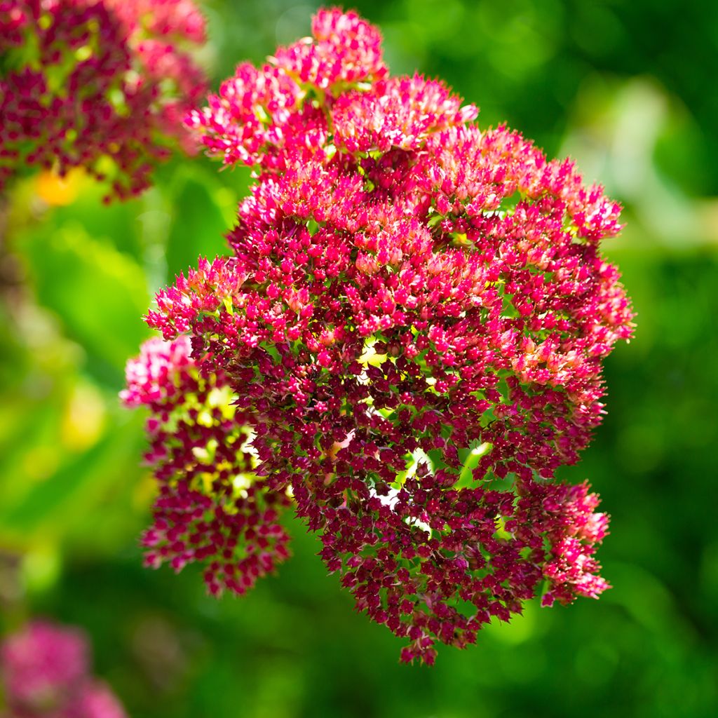 Sedum Herbstfreude