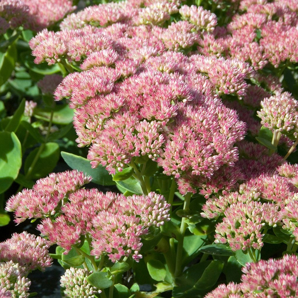 Sedum Herbstfreude