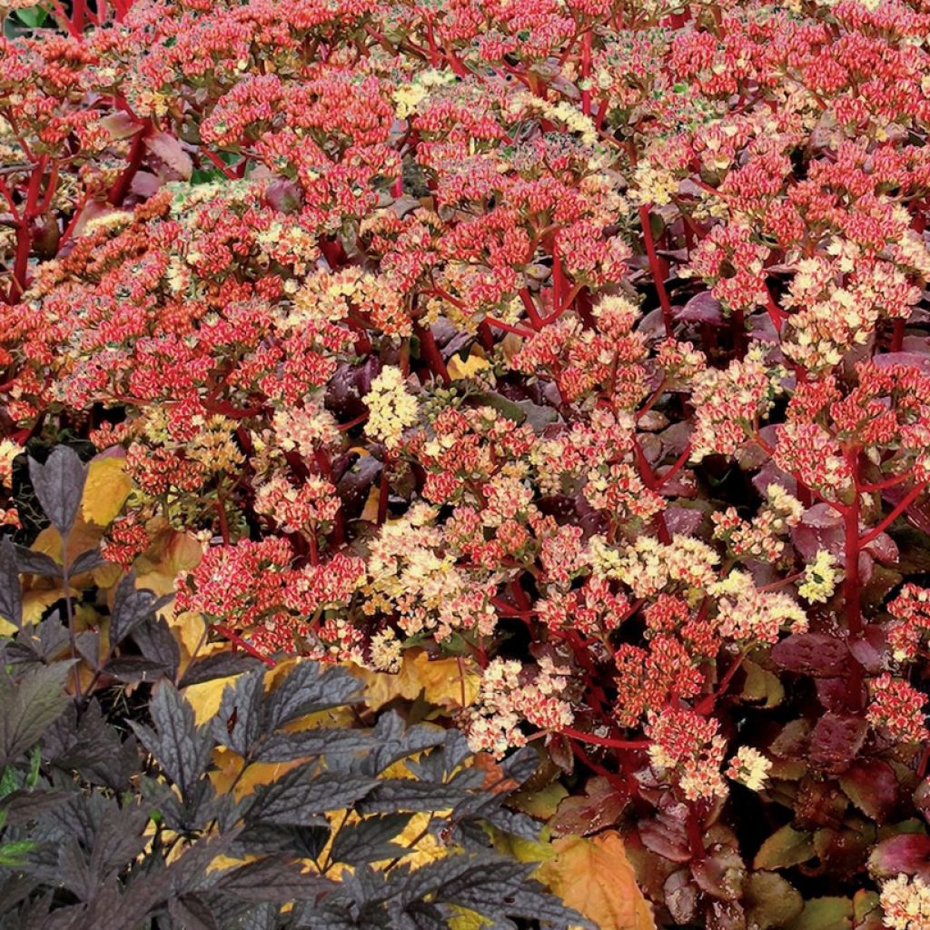 Sedum telephium Peach Pearls - Telefío