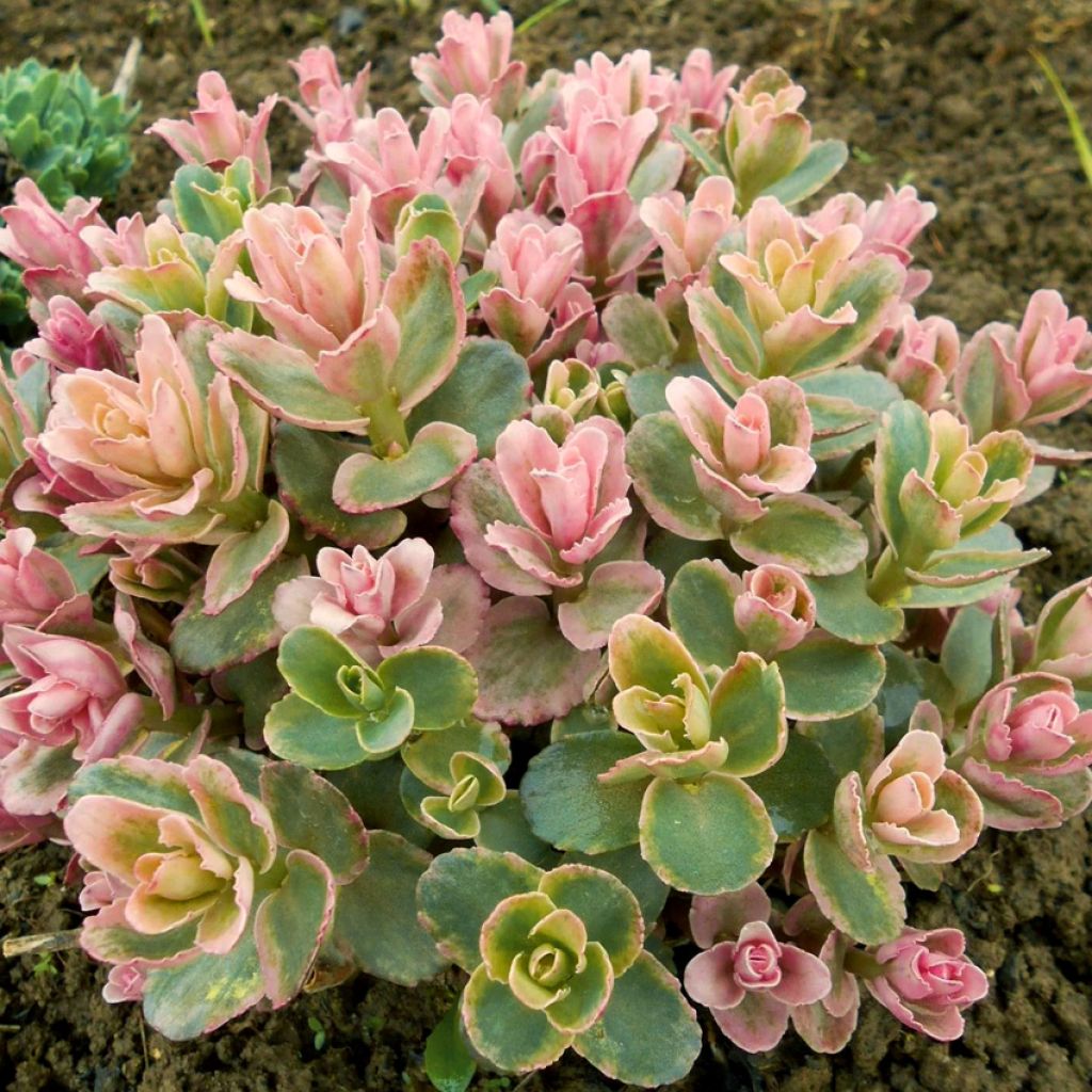 Sedum hybrida Pinky - Sedo hibrido