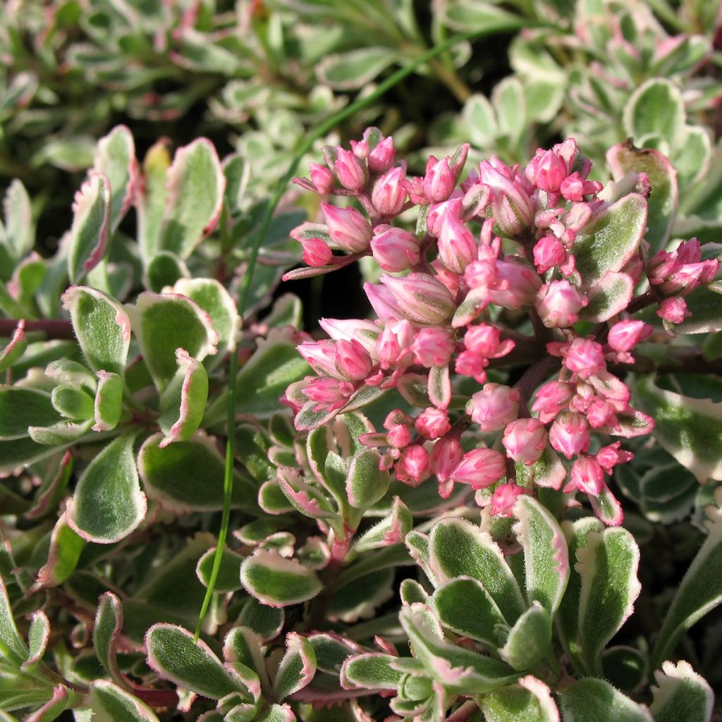 Sedum hybrida Pinky - Sedo hibrido