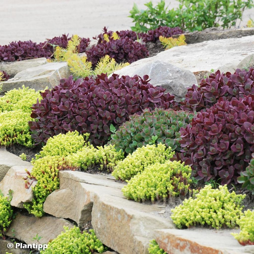 Sedum SUNSPARKLER® Firecracker - Orpin