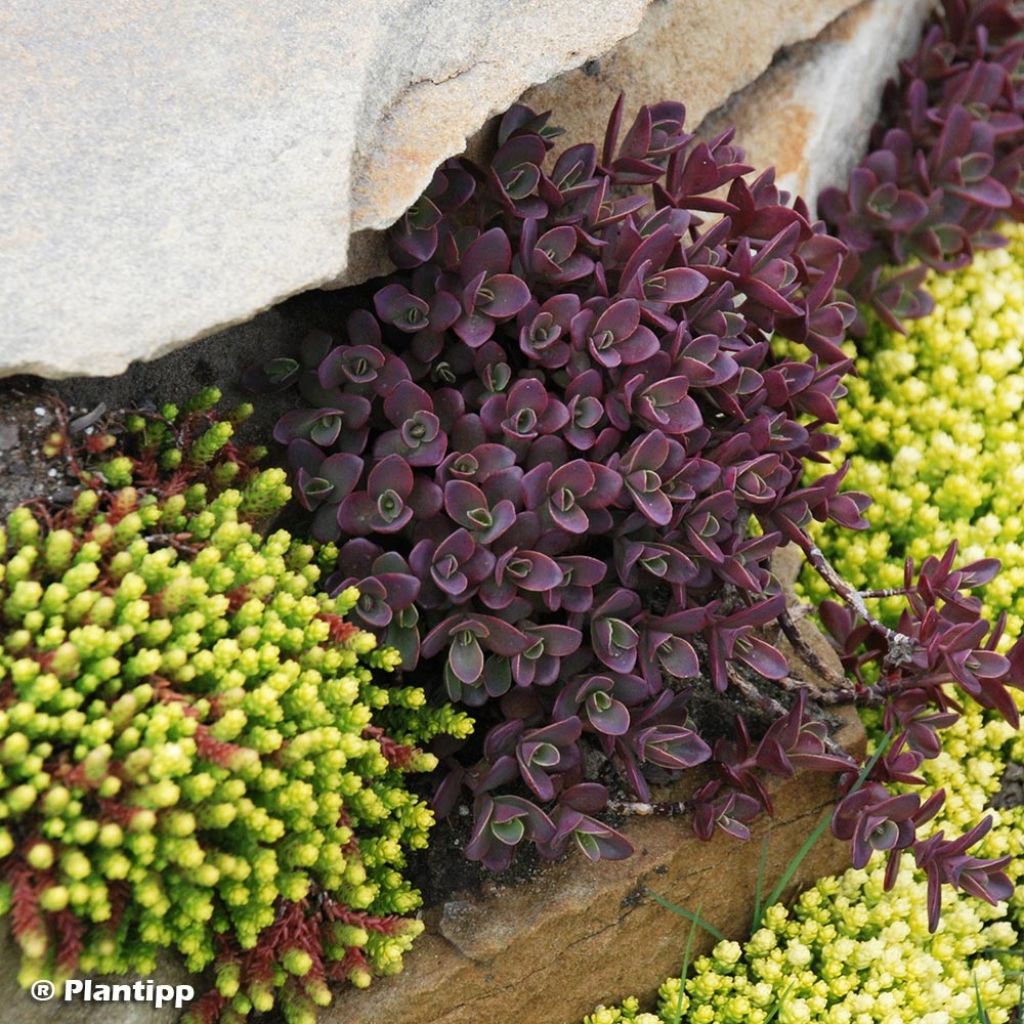 Sedum SUNSPARKLER® Firecracker - Orpin