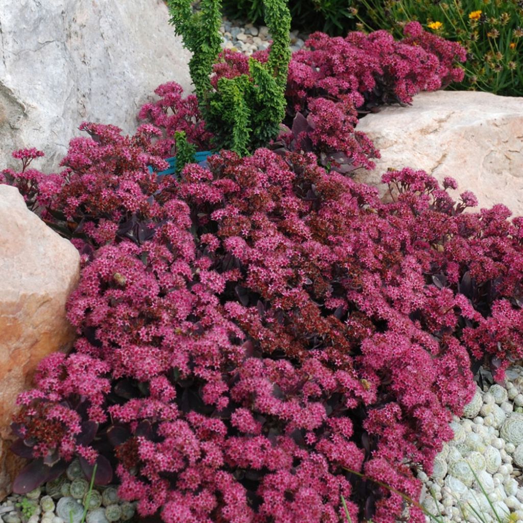 Sedum SUNSPARKLER® Plum Dazzled - Orpin