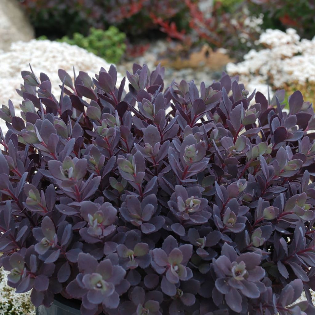 Sedum SUNSPARKLER® Plum Dazzled - Orpin