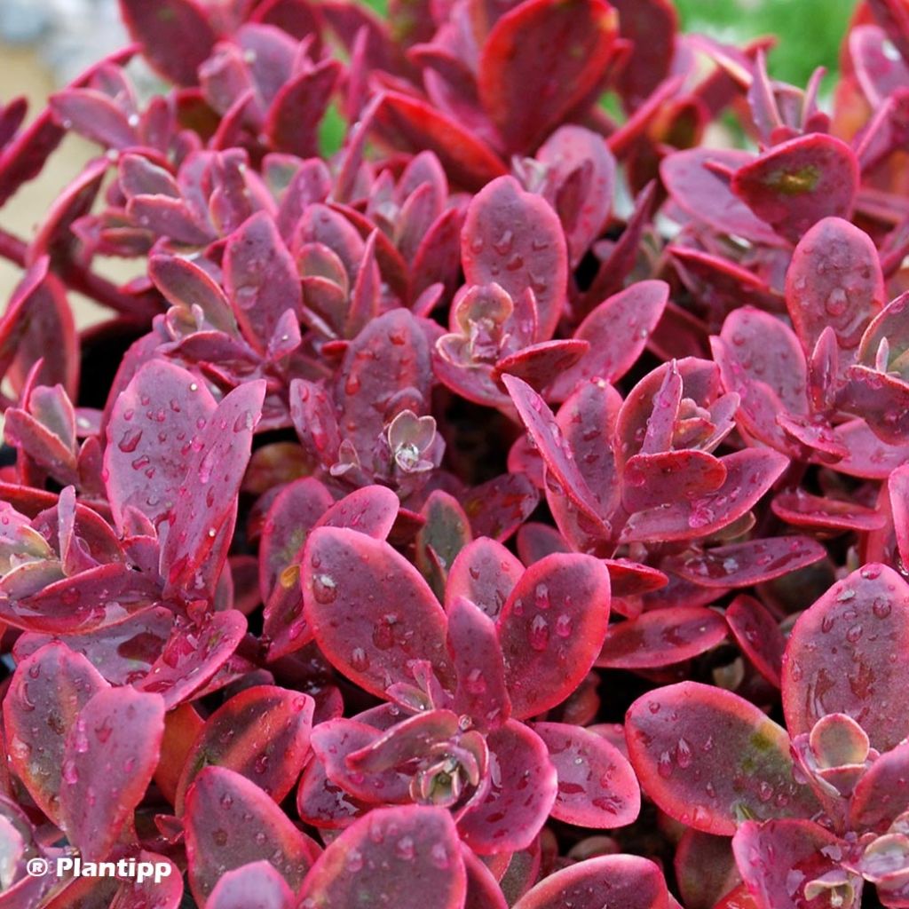 Sedum SUNSPARKLER® Wildfire - Orpin