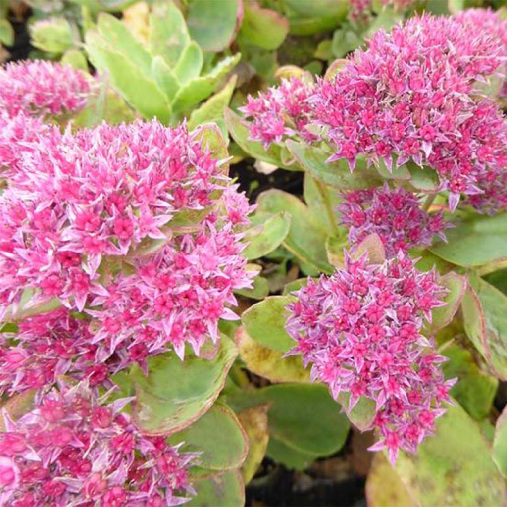 Sedum Tropical Night - Orpin d'automne.