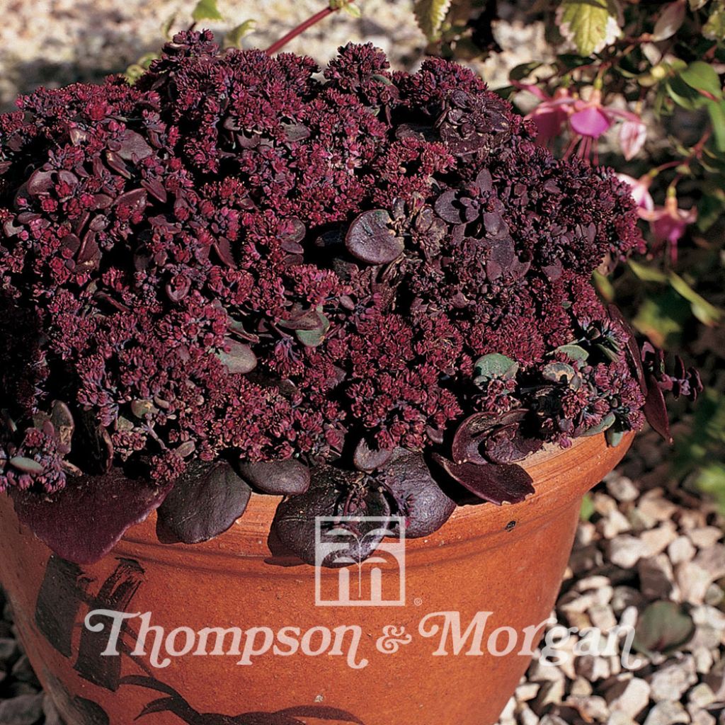 Sedum Ussuriense Turkish Delight 