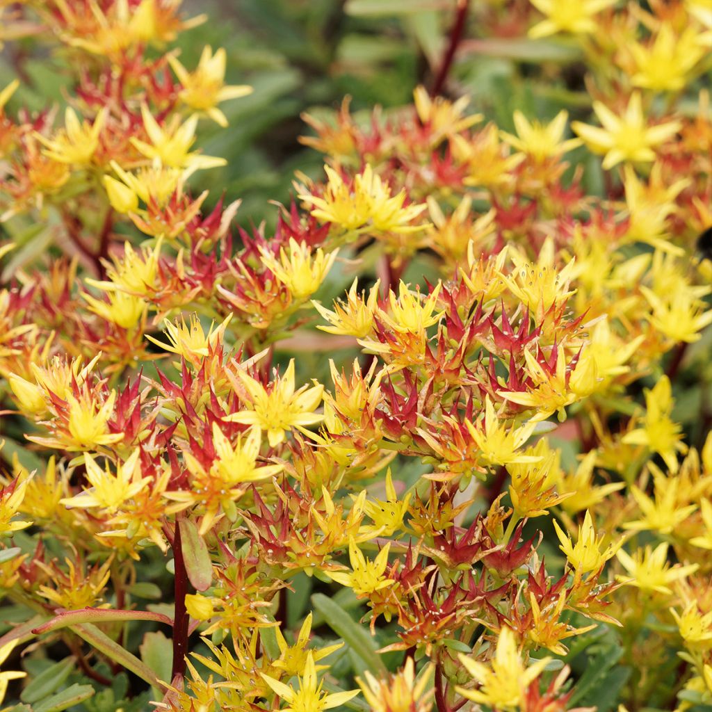 Sedum Weihenstephaner Gold - Orpin jaune