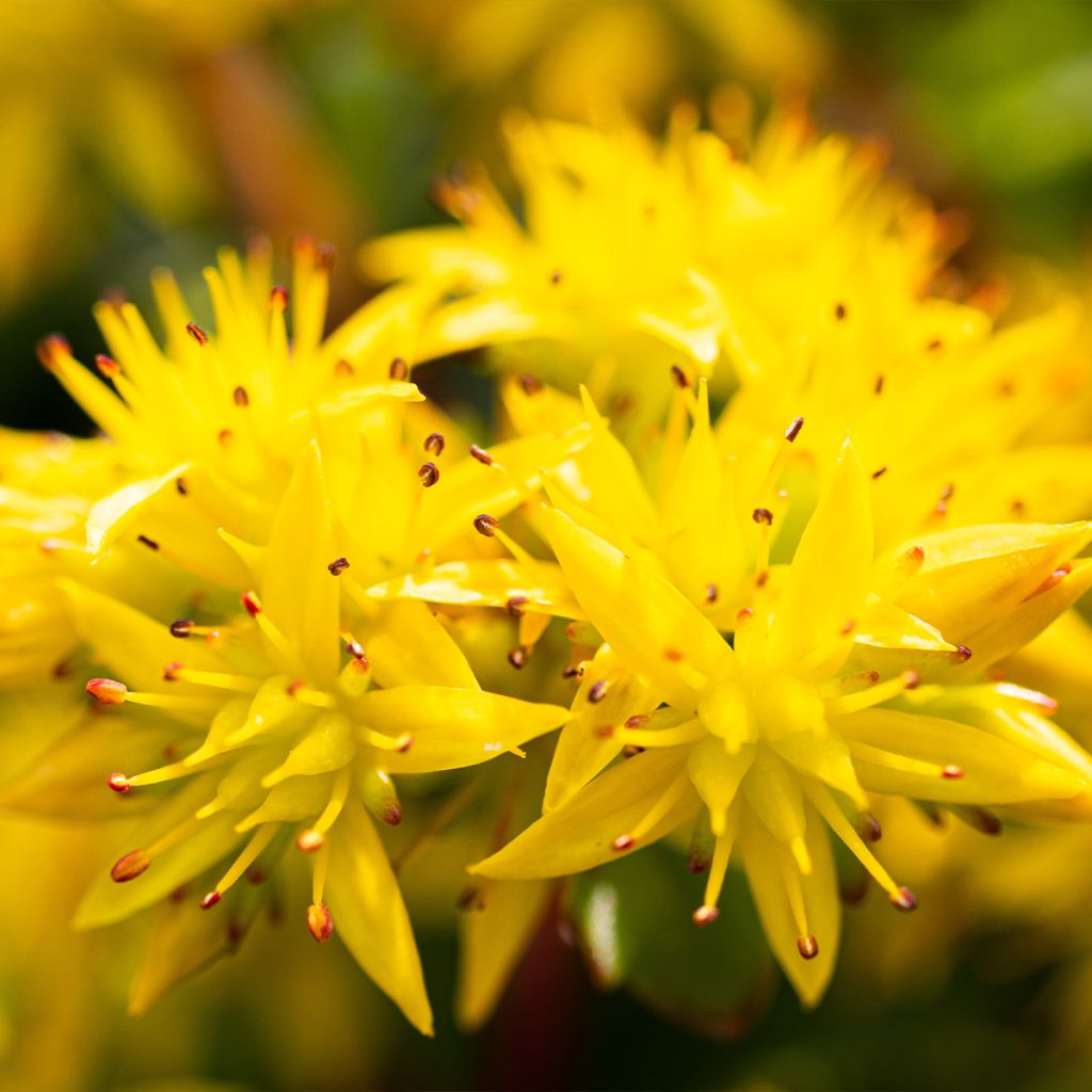 Sedum Weihenstephaner Gold - Orpin jaune