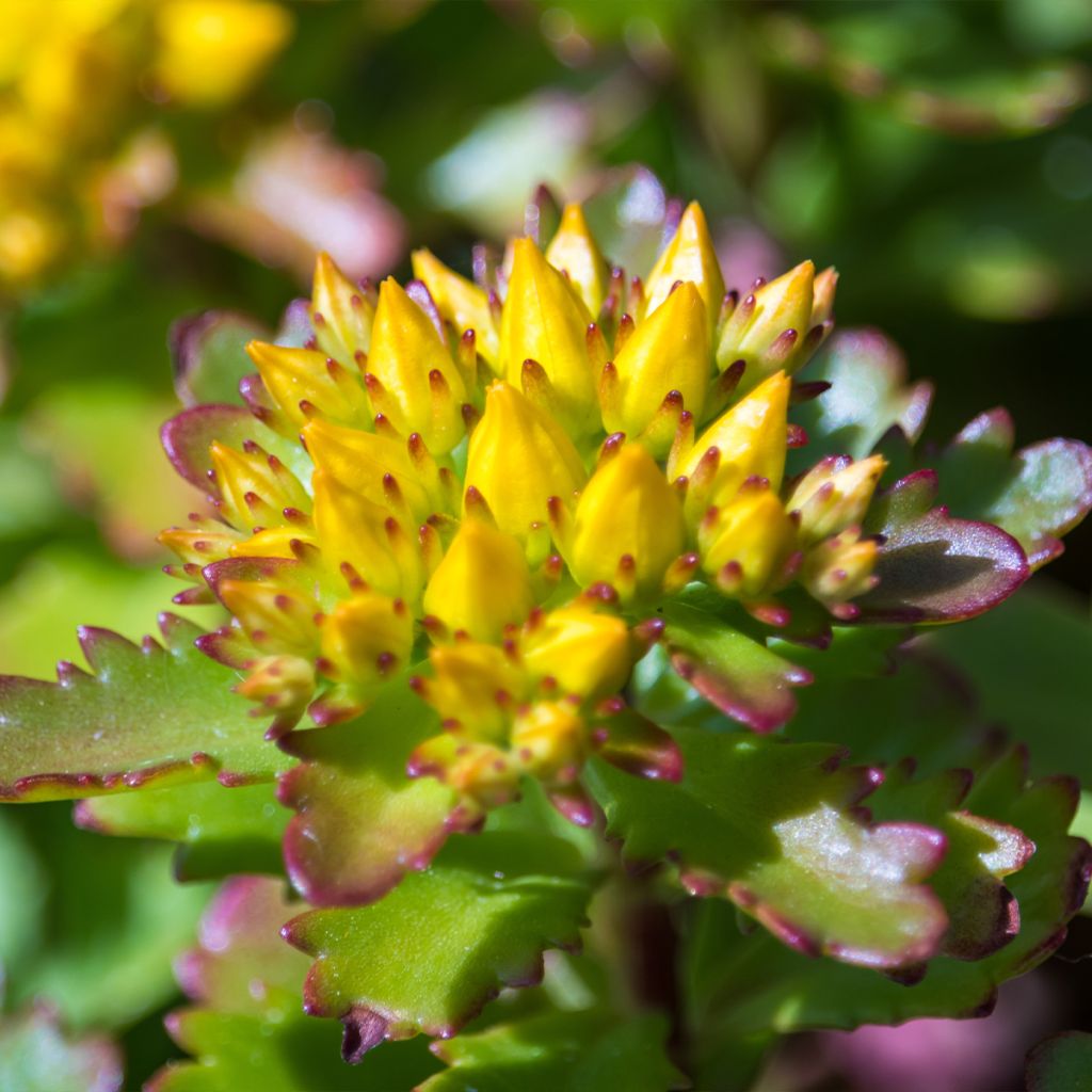 Sedum Weihenstephaner Gold - Orpin jaune