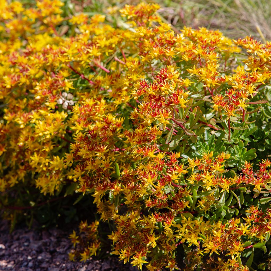 Sedum Weihenstephaner Gold - Orpin jaune