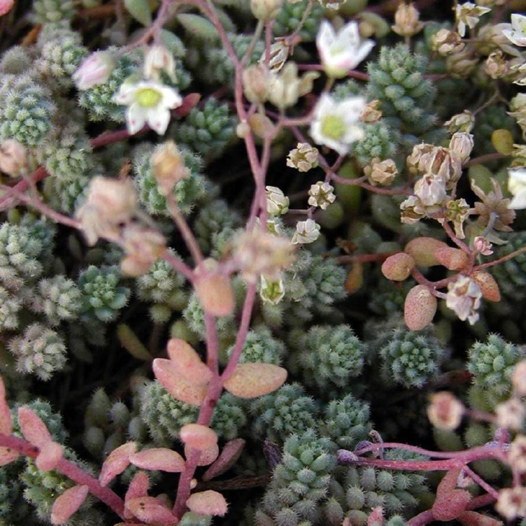 Sedum cyaneum Rosenteppich