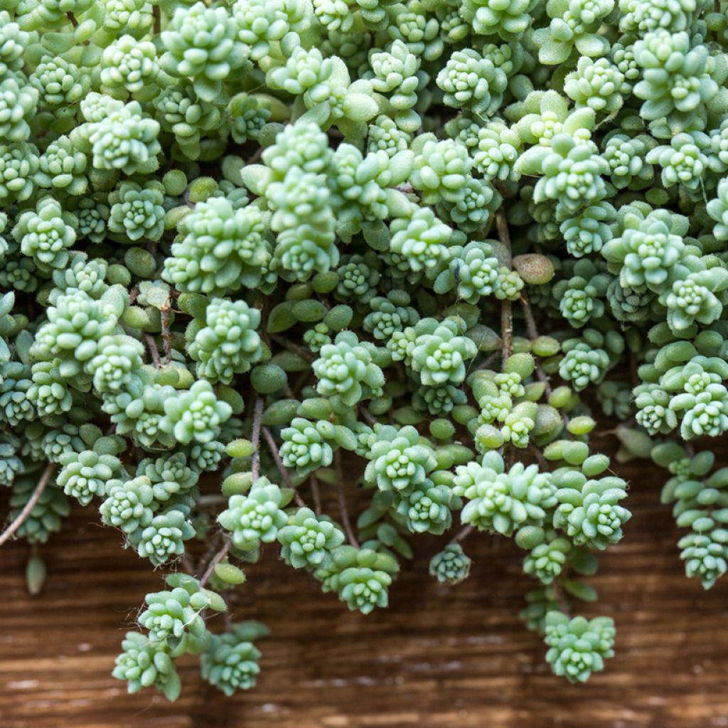 Sedum dasyphyllum