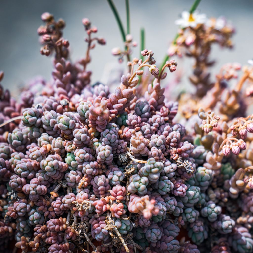 Sedum dasyphyllum