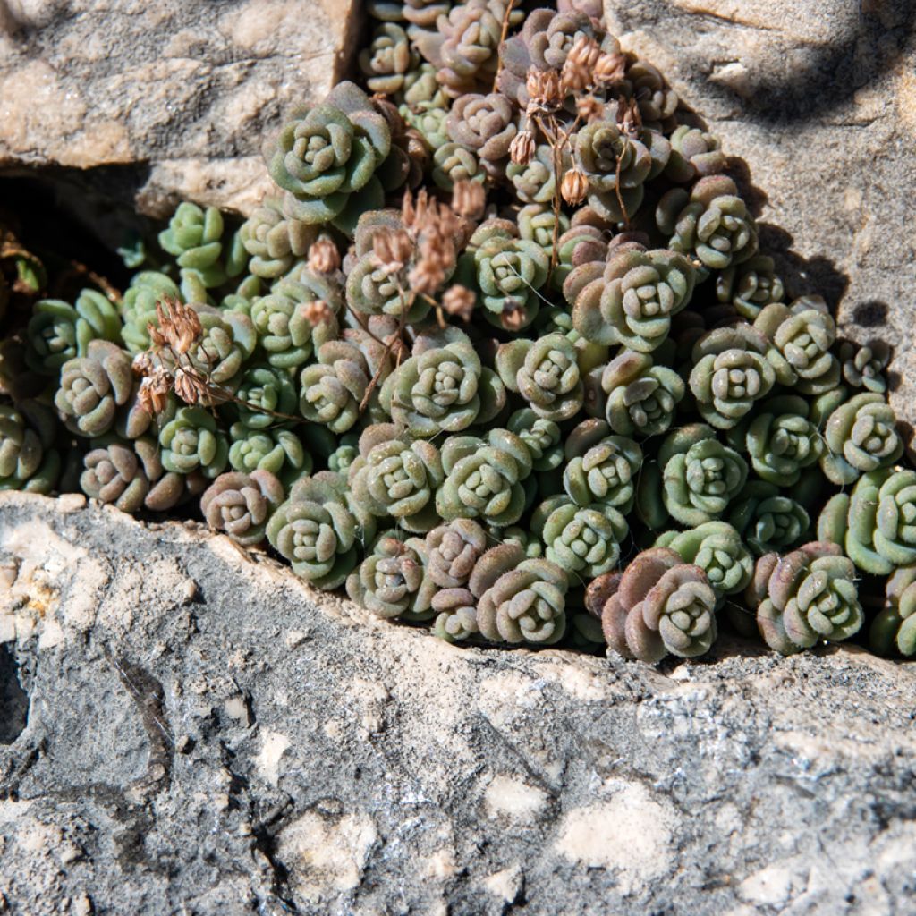 Sedum dasyphyllum