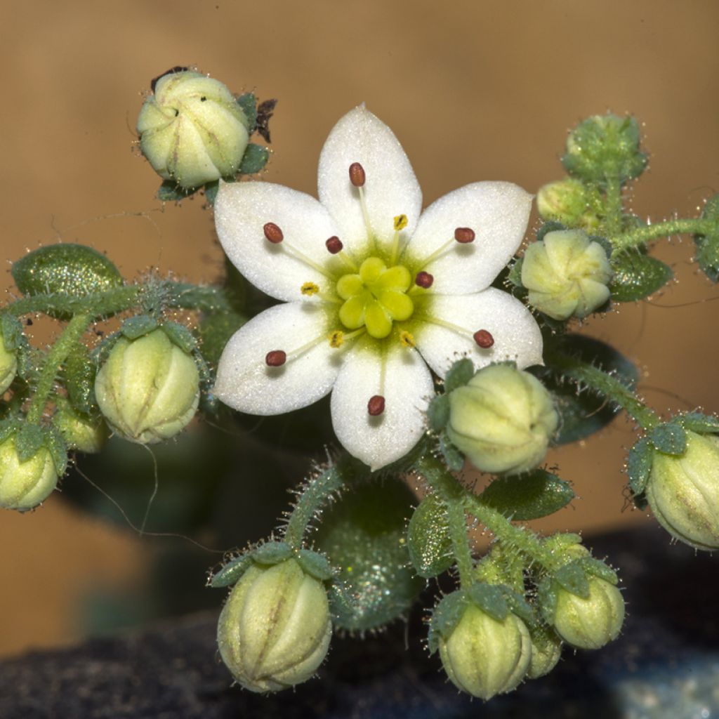 Sedum dasyphyllum