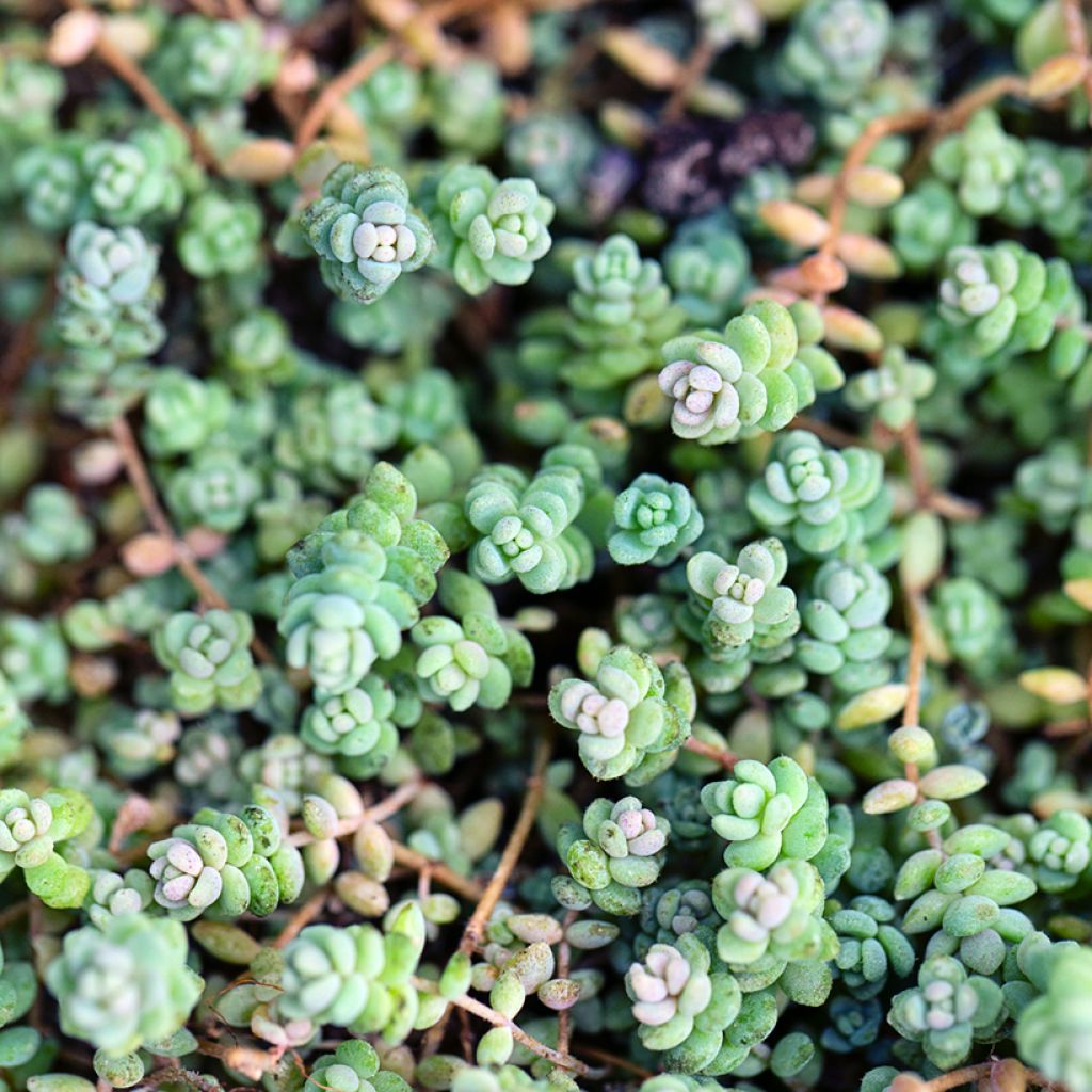 Sedum dasyphyllum