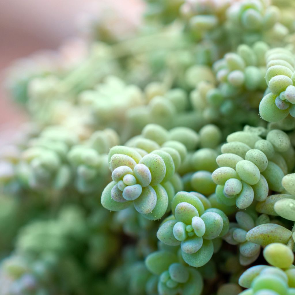 Sedum dasyphyllum