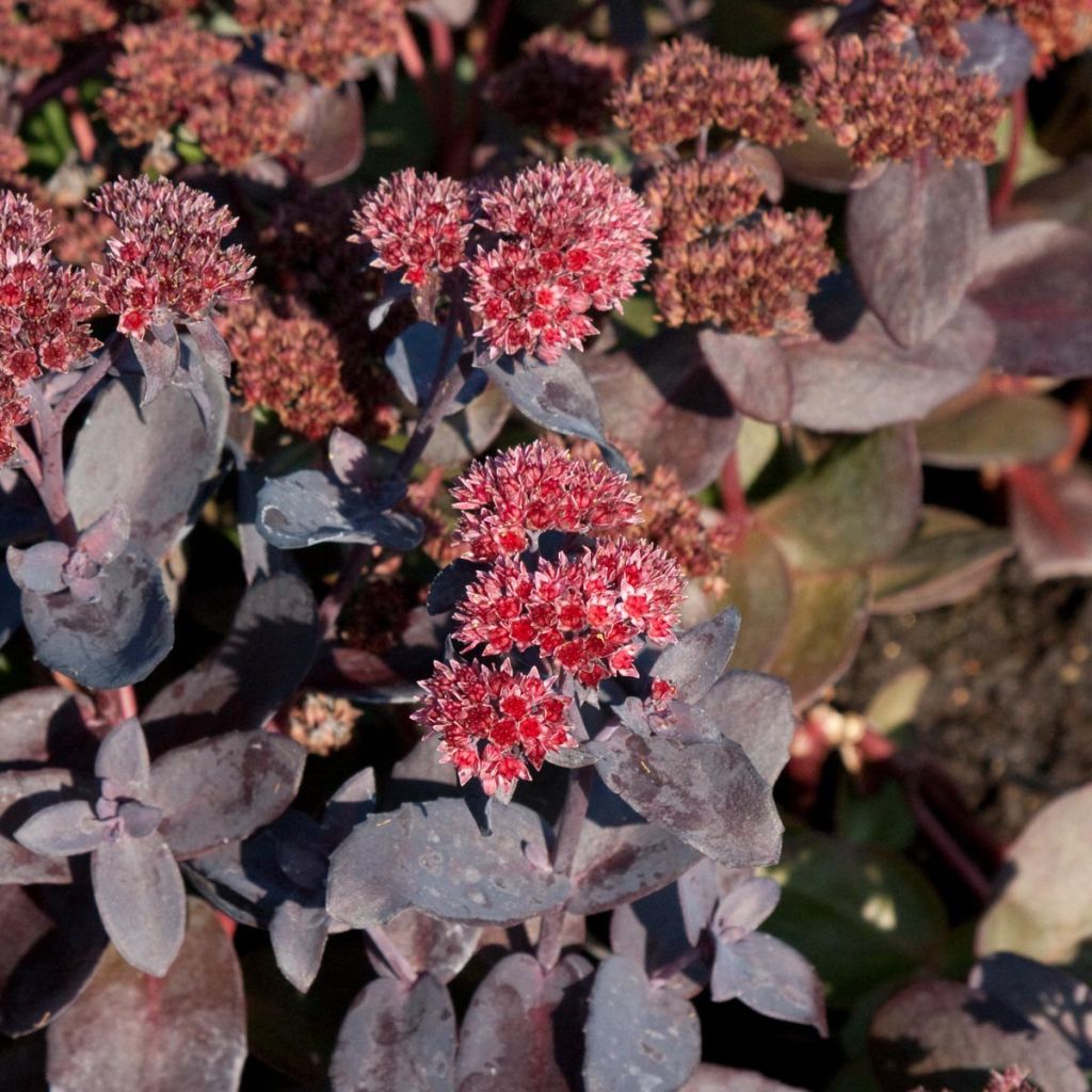 Sedum spectabile Jose Aubergine - Telefío