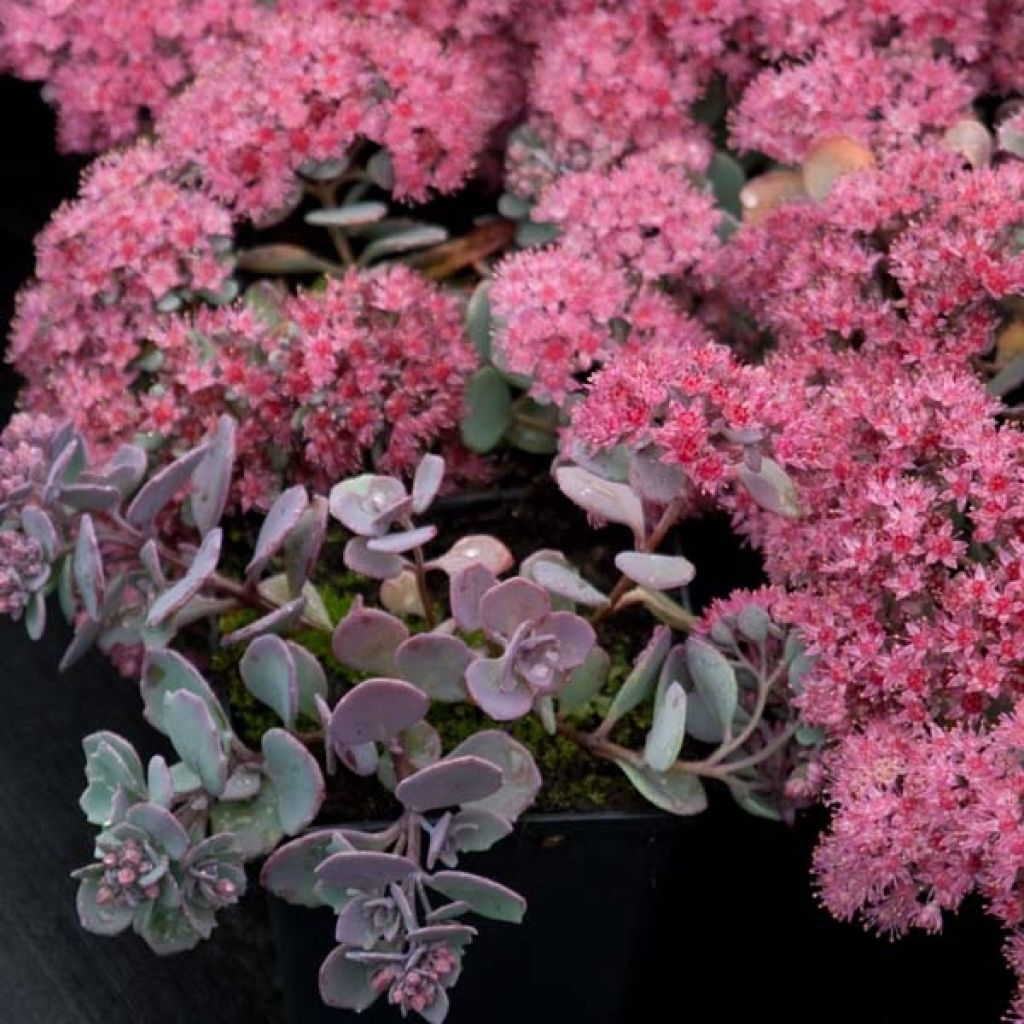 Sedum cauticola Lidakense - Orpin