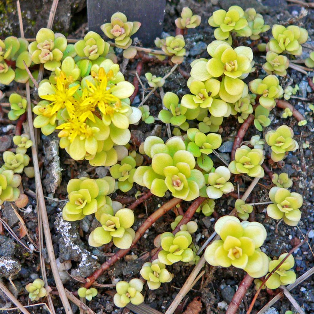 Sedum makinoi Ogon - Orpin