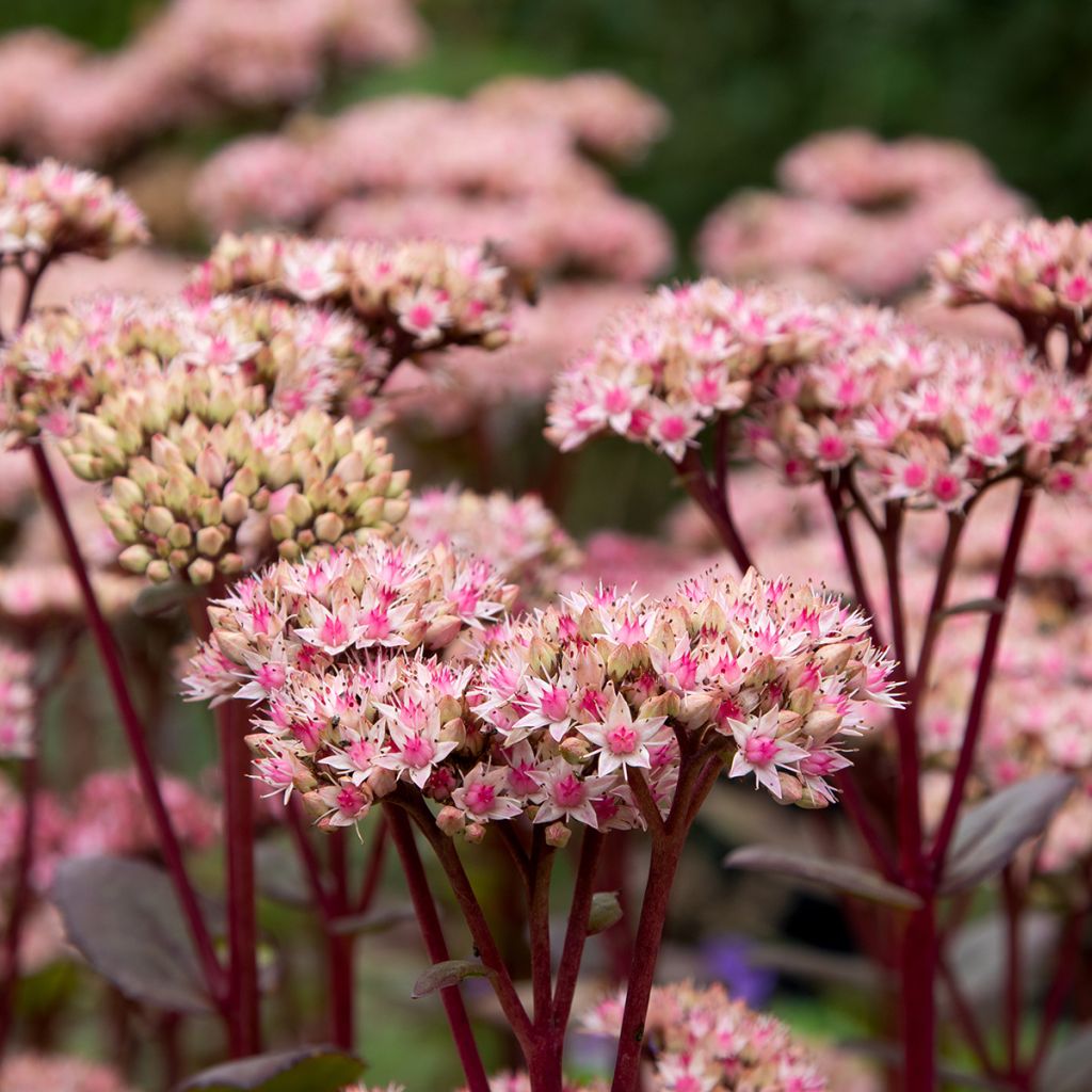 Sedum Matrona