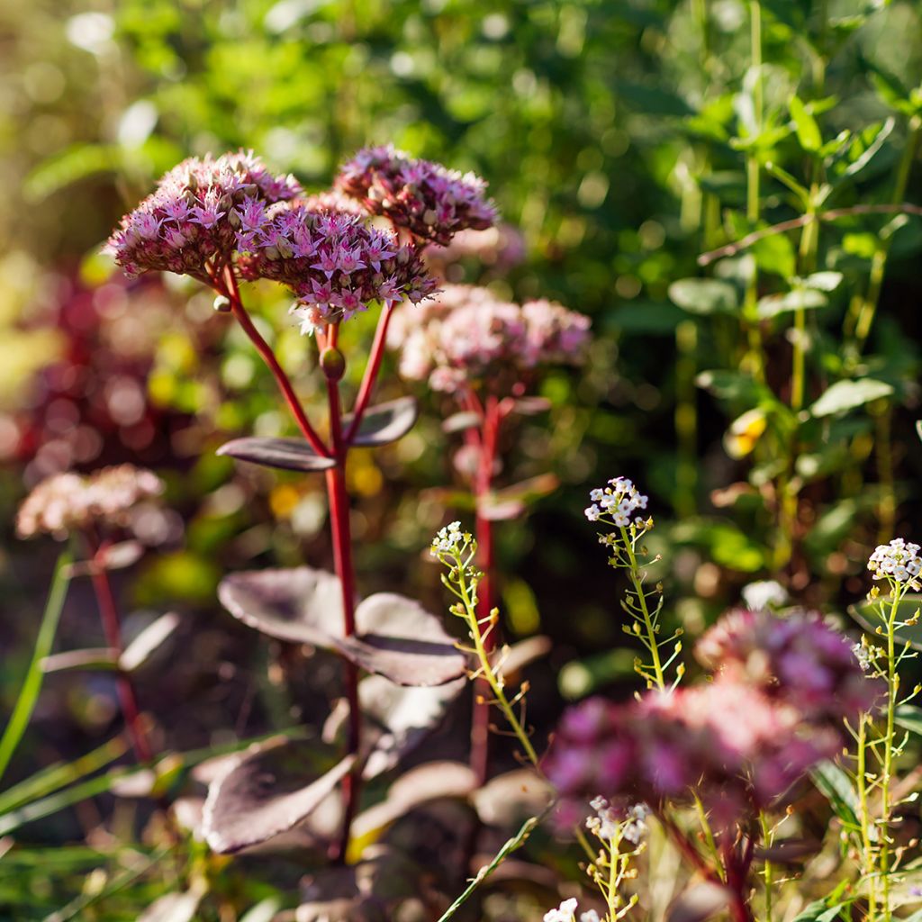 Sedum Matrona