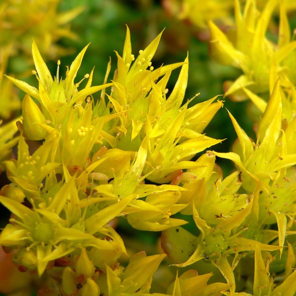 Sedum oreganum - Orpin de l'Orégon