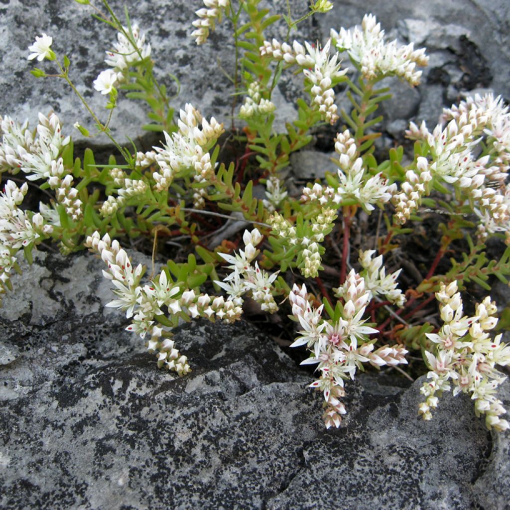 Sedum pulchellum - Orpin