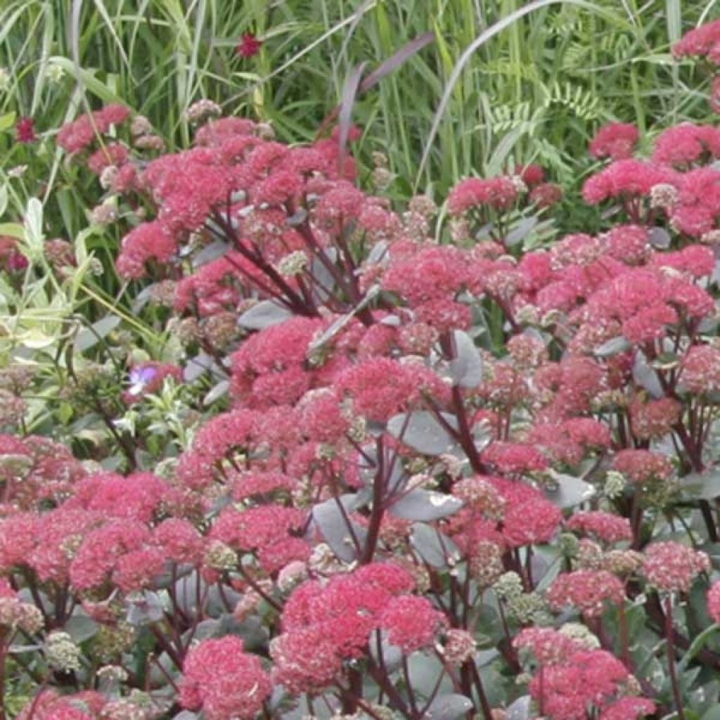 Sedum Red Cauli