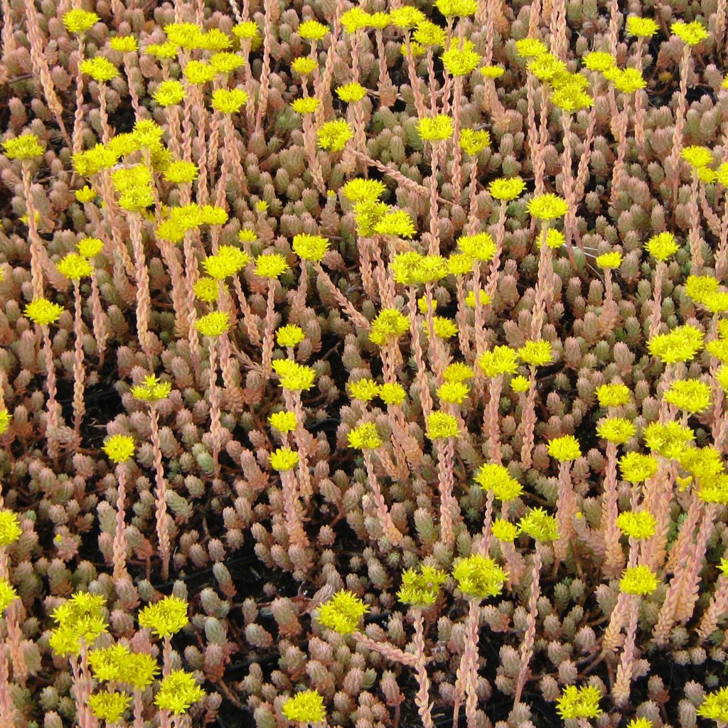 Sedum reflexum Blue Spruce - Orpin réfléchi