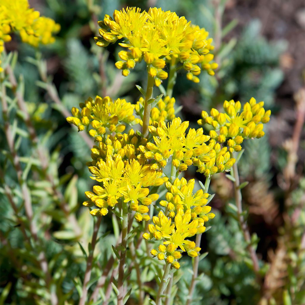 Sedum reflexum - Orpin des rochers, Orpin réfléchi