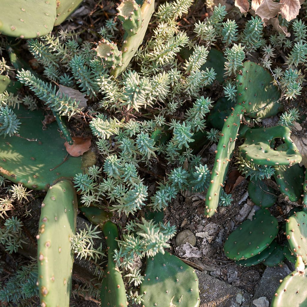 Sedum reflexum - Orpin des rochers, Orpin réfléchi