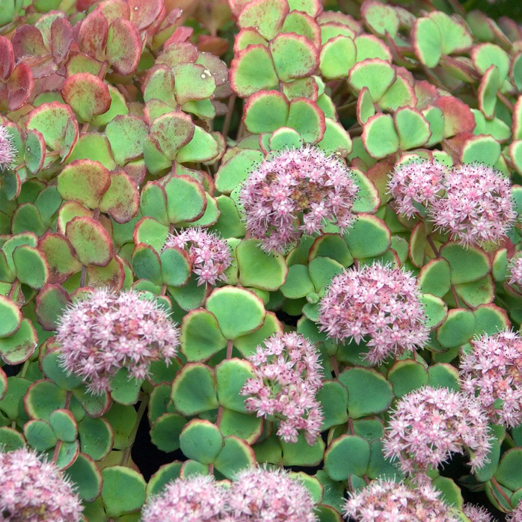 Sedum sieboldii - Orpin