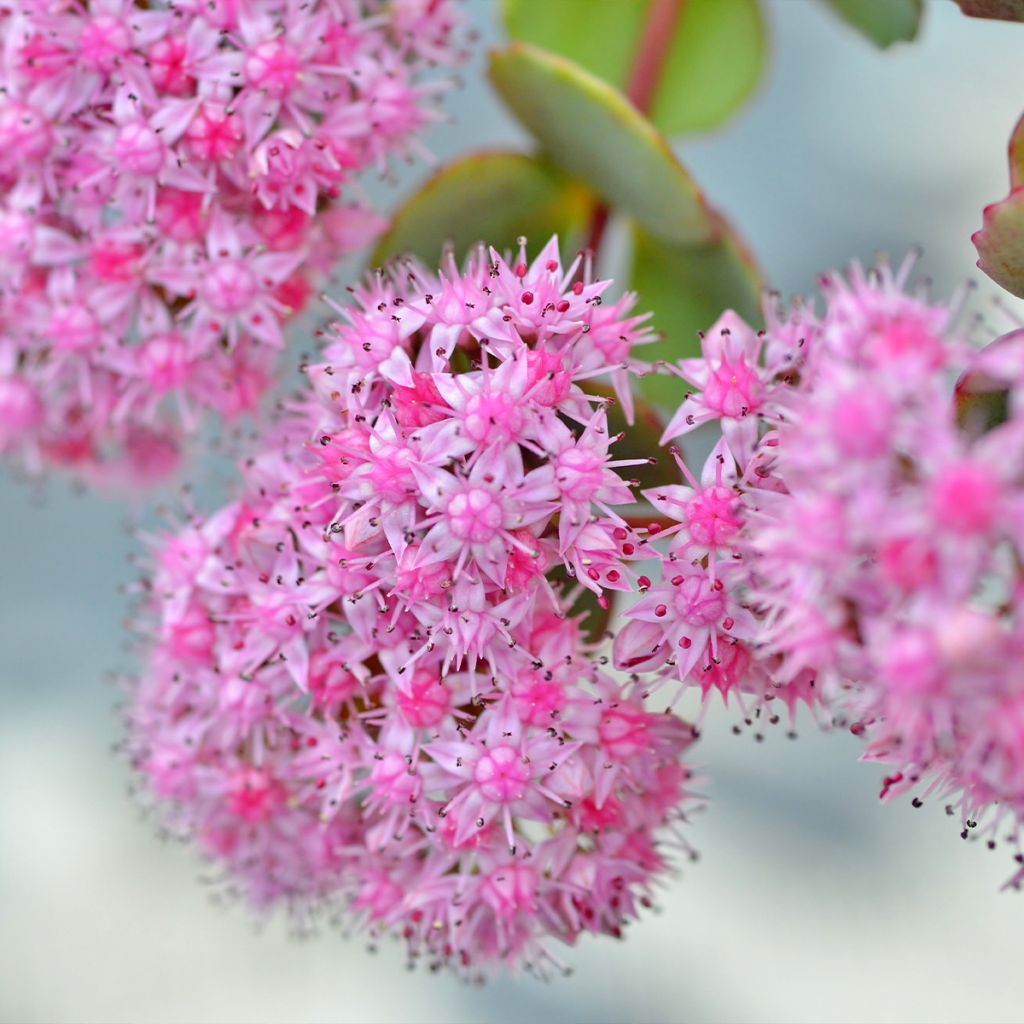 Sedum sieboldii - Orpin