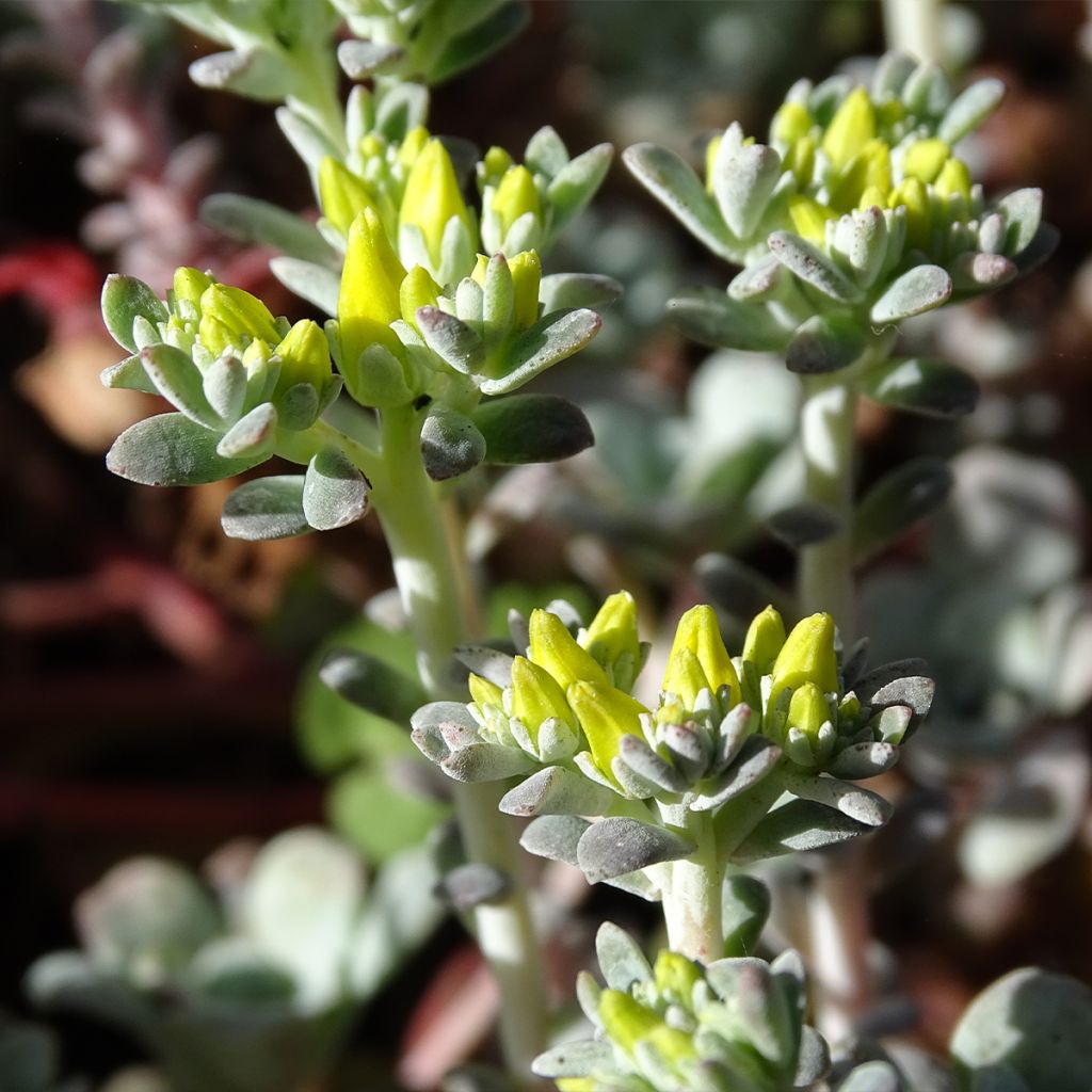 Sedum spathulifolium Purpureum