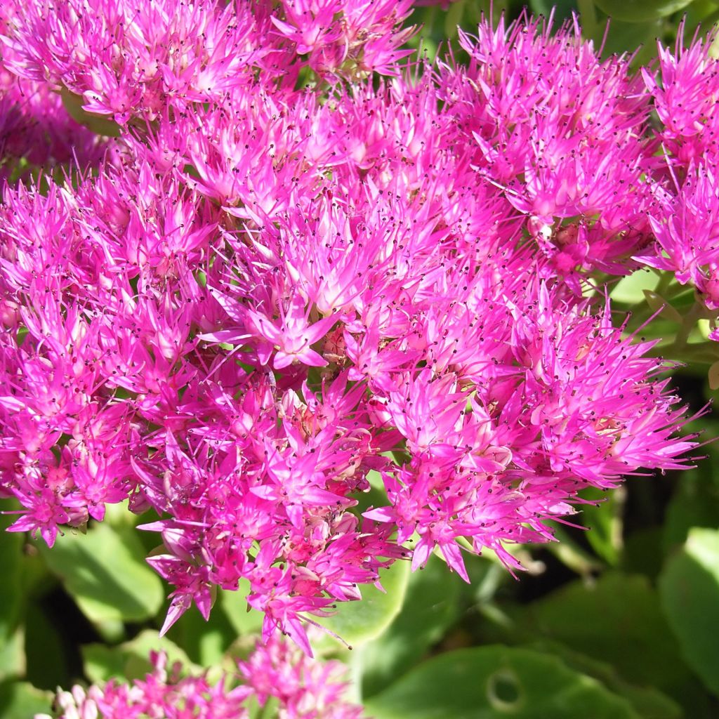 Sedum spectabile Meteor