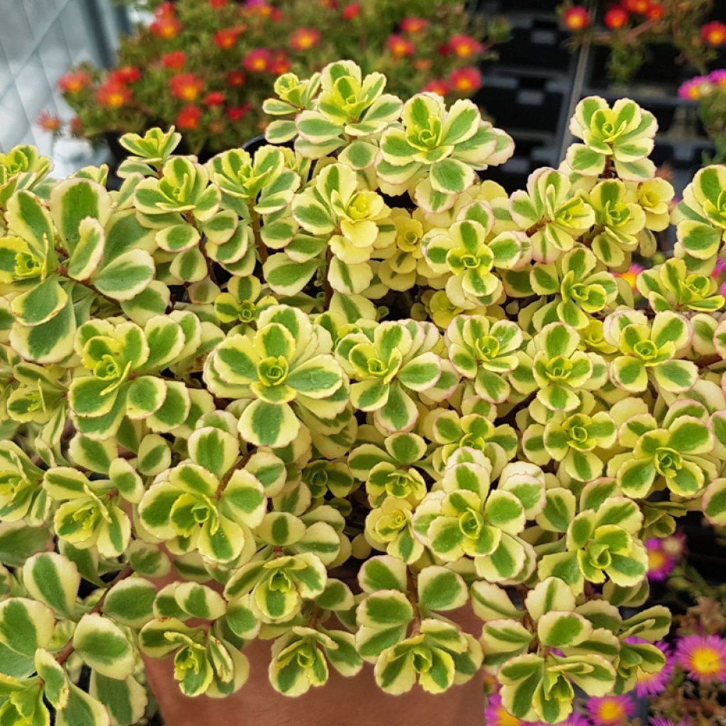 Sedum spurium Little Gecko - Orpin