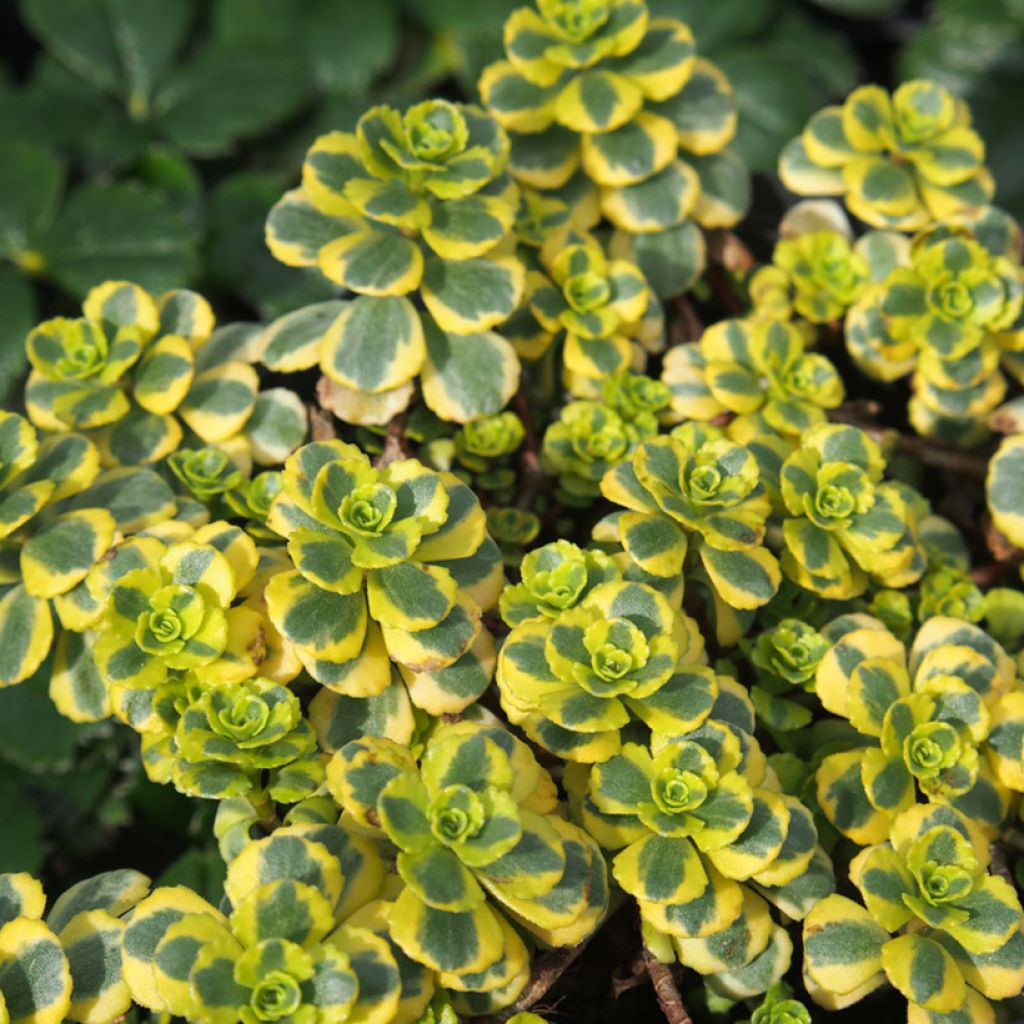 Sedum spurium Little Gecko - Orpin